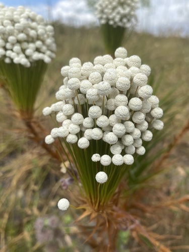Actinocephalus bongardii