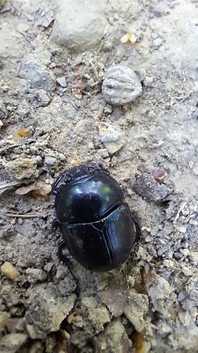 Woodland Dor Beetle