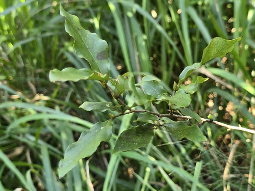 Lindera glauca, photograph 6