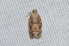 Argyrotaenia tabulana