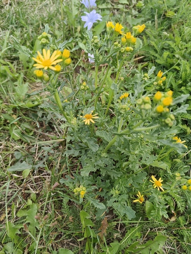 ragwort