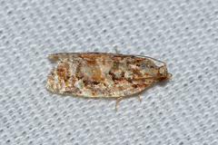Argyrotaenia tabulana