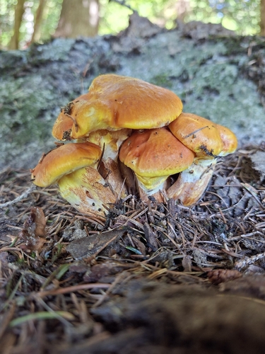 Larch Bolete