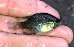 Enneacanthus gloriosus