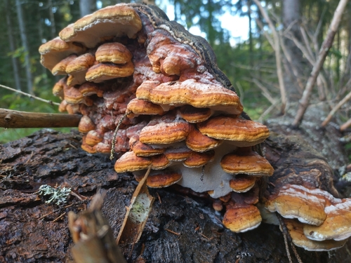 Red-banded Polypore