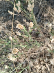 Centaurea alba