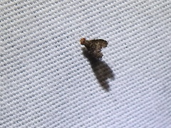 Trypetisoma sticticum