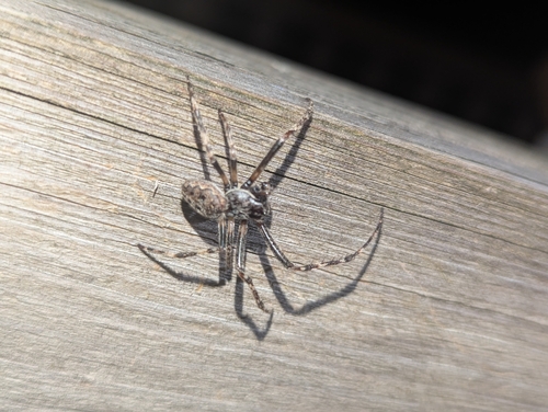 Walnut Orbweaver