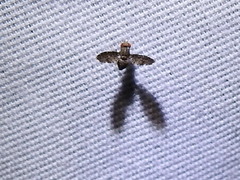 Trypetisoma sticticum