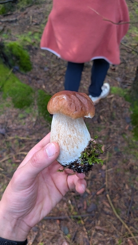 King Bolete