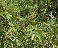 Rhus chinensis, photograph (c) Yu-Huang Wang, some rights reserved (CC BY)