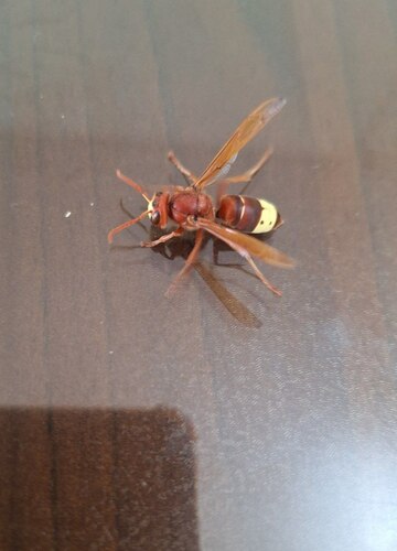 Oriental Hornet