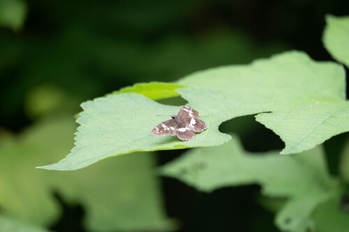 White-banded Flat