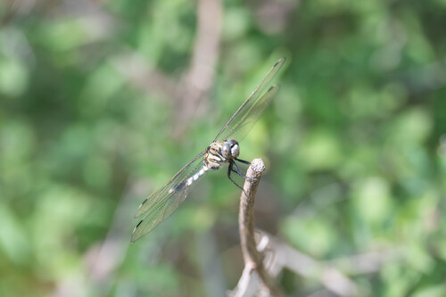 White-tailed Skimmer