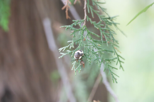 Clown Stink Bug