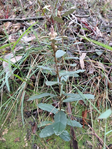 Olearia erubescens, 2026-09-06