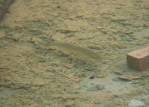 Largemouth Bass