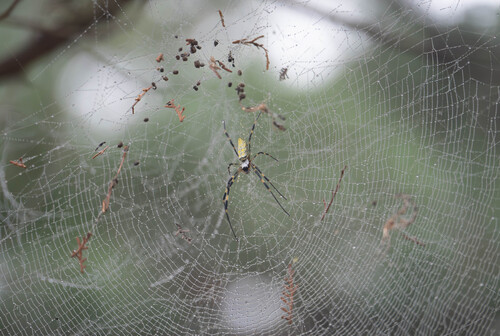 Joro Spider