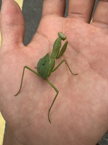 Giant Asian Mantis