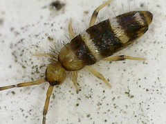 Willowsia platani