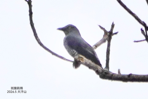 Coracina striata observed 2026-05-17