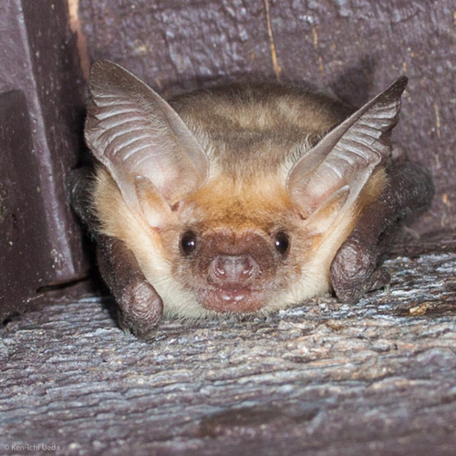 Pallid Bat