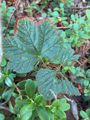 Rubus chamaemorus, photograph author not stated, no rights reserved