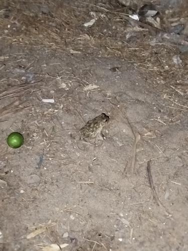 Egyptian Toad