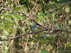 Polioptila albiloris