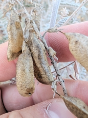 Astragalus trichopodus, photograph (c) Konshau Duman, some rights reserved (CC BY)