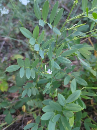 common milkpea