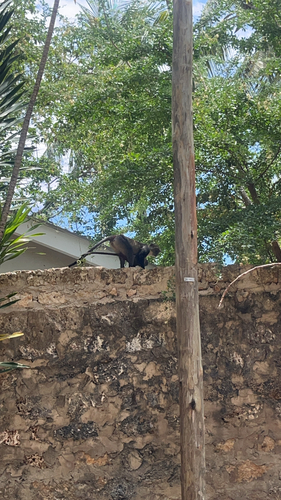 Sykes' Monkey