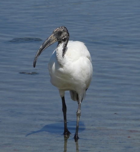 iNaturalist image