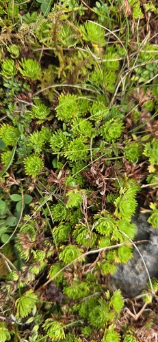 Saxifraga hypnoides