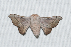 Cicinnus melsheimeri