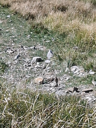 Northern Wheatear