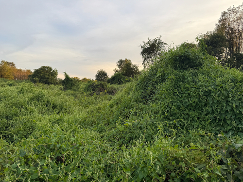 climbing false buckwheat