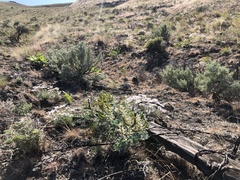 Astragalus succumbens