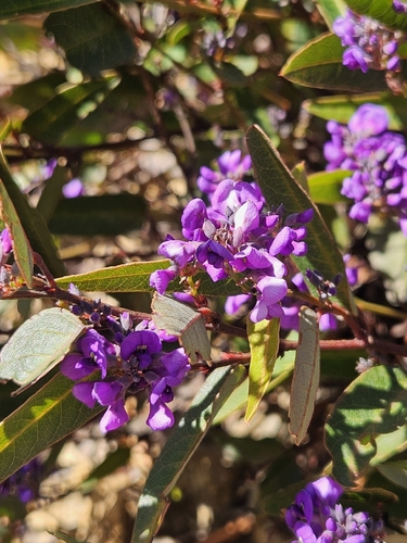 False Sarsaparilla