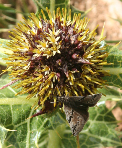 Inky Skipper
