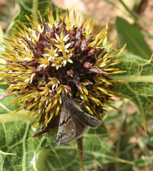 Erynnis marloyi