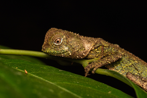 Pelturagonia nigrilabris, 2026-09-05