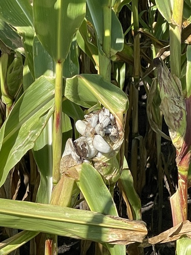 Corn Smut