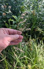 Bromus japonicus, photograph (c) Alan Prather, some rights reserved (CC BY)