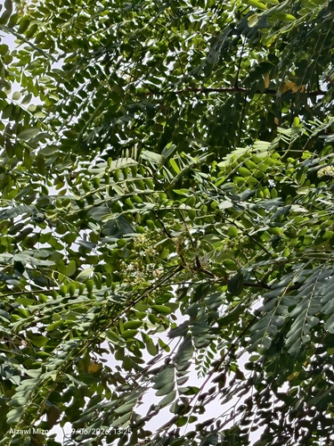 Albizia procera observed 2026-09-06