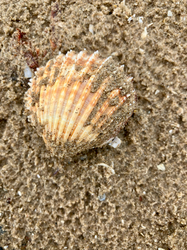 Acanthocardia echinata, 2026-09-06