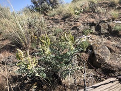 Astragalus succumbens