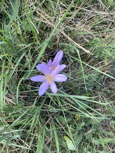 Autumn Crocus