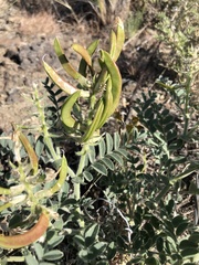Astragalus succumbens