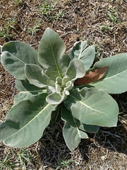 Verbascum pulverulentum, photograph (c) Teo Albert, some rights reserved (CC BY)